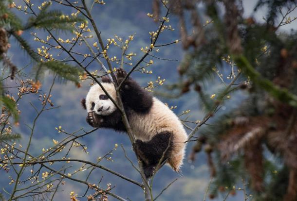 San Francisco to welcome pandas and more flights from China